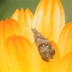 Tebenna micalis (Small Thistle Moth) at Fyshwick, ACT - 9 Nov 2024 by MichaelMulvaney