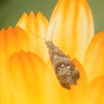 Tebenna micalis (Small Thistle Moth) at Fyshwick, ACT - 8 Nov 2024 by MichaelMulvaney