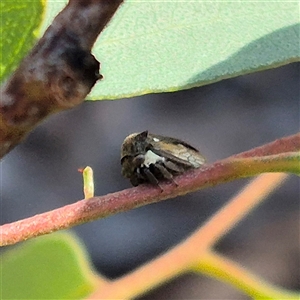 Pogonella minutus at Bungendore, NSW - 9 Nov 2024