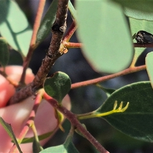 Pogonella minutus at Bungendore, NSW - 9 Nov 2024