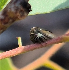 Pogonella minutus at Bungendore, NSW - 9 Nov 2024