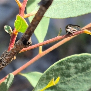 Pogonella minutus at Bungendore, NSW - 9 Nov 2024