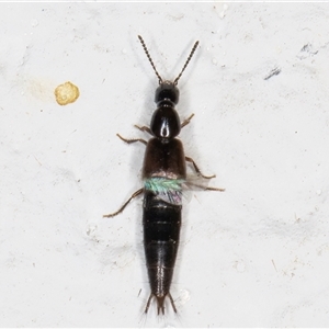 Staphylinidae (family) at Melba, ACT - 6 Nov 2024