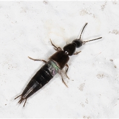 Staphylinidae (family) at Melba, ACT - 6 Nov 2024