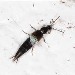 Staphylinidae (family) at Melba, ACT - 6 Nov 2024 08:46 PM