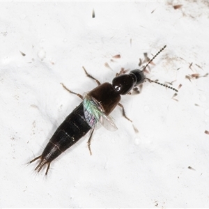 Staphylinidae (family) at Melba, ACT - 6 Nov 2024