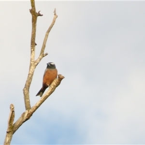 Artamus superciliosus (White-browed Woodswallow) at Urana, NSW by MB