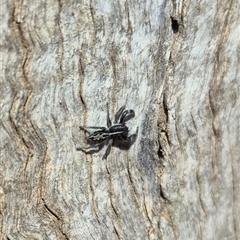 Ocrisiona leucocomis (White-flecked Crevice-dweller) at Bungendore, NSW - 9 Nov 2024 by clarehoneydove