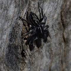 Ocrisiona leucocomis at Bungendore, NSW - 9 Nov 2024