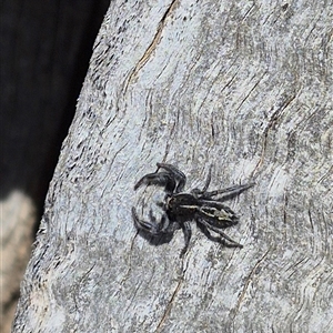 Ocrisiona leucocomis at Bungendore, NSW - 9 Nov 2024