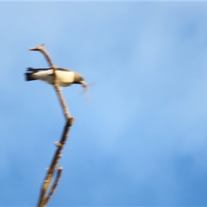 Artamus leucorynchus at Urana, NSW - 6 Nov 2024