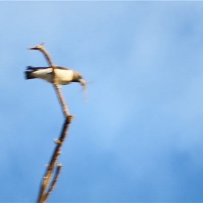 Artamus leucorynchus (White-breasted Woodswallow) at Urana, NSW - 6 Nov 2024 by MB