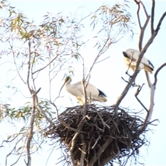 Threskiornis molucca (Australian White Ibis) at Urana, NSW - 6 Nov 2024 by MB