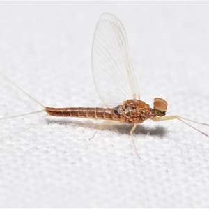 Baetidae sp. (family) at Jerrabomberra, NSW - suppressed