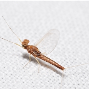 Baetidae sp. (family) at Jerrabomberra, NSW - suppressed