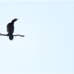 Phalacrocorax sulcirostris (Little Black Cormorant) at Urana, NSW - 6 Nov 2024 by MB