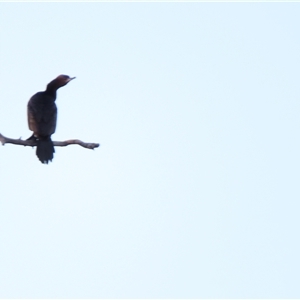 Phalacrocorax sulcirostris at Urana, NSW - 6 Nov 2024