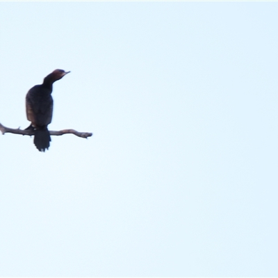 Phalacrocorax sulcirostris (Little Black Cormorant) at Urana, NSW - 5 Nov 2024 by MB