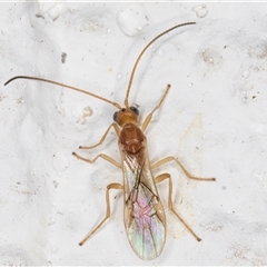 Braconidae (family) (Unidentified braconid wasp) at Melba, ACT - 6 Nov 2024 by kasiaaus