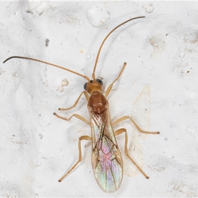 Unidentified Parasitic wasp (numerous families) at Melba, ACT - 6 Nov 2024 by kasiaaus