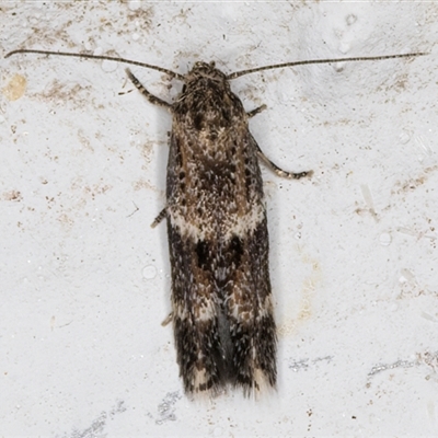 Elachista velox (A Gelechioid moth (Elachistidae)) at Melba, ACT - 6 Nov 2024 by kasiaaus