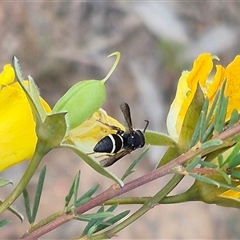 Eumeninae (subfamily) (Unidentified Potter wasp) at Bungendore, NSW - 9 Nov 2024 by clarehoneydove