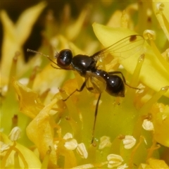 Parapalaeosepsis plebeia (Ant fly) at Freshwater Creek, VIC - 4 Nov 2024 by WendyEM