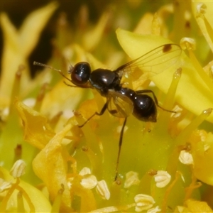 Parapalaeosepsis plebeia at Freshwater Creek, VIC - 4 Nov 2024 01:34 PM