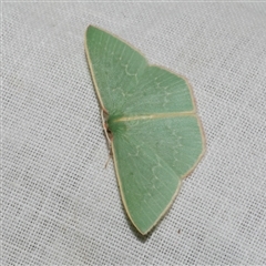 Chlorocoma dichloraria (Guenee's or Double-fringed Emerald) at Freshwater Creek, VIC - 4 Nov 2024 by WendyEM