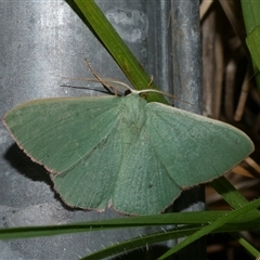 Prasinocyma semicrocea (Common Gum Emerald moth) at Freshwater Creek, VIC - 5 Nov 2024 by WendyEM