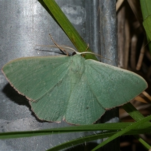 Prasinocyma semicrocea (Common Gum Emerald moth) at Freshwater Creek, VIC by WendyEM