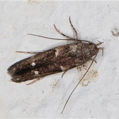 Unidentified Concealer moth (Oecophoridae) at Melba, ACT - 6 Nov 2024 by kasiaaus