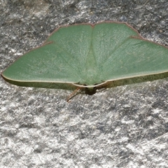 Prasinocyma semicrocea (Common Gum Emerald moth) at Freshwater Creek, VIC - 4 Nov 2024 by WendyEM