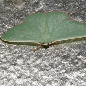 Prasinocyma semicrocea (Common Gum Emerald moth) at Freshwater Creek, VIC by WendyEM