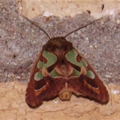 Cosmodes elegans (Green Blotched Moth) at Wanniassa, ACT - 9 Nov 2024 by JohnBundock