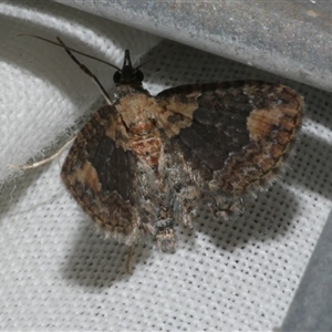 Chloroclystis pallidiplaga at Freshwater Creek, VIC - 4 Nov 2024