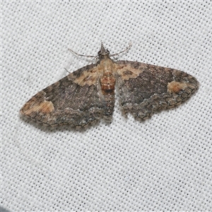 Chloroclystis pallidiplaga at Freshwater Creek, VIC - 4 Nov 2024