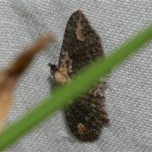 Chloroclystis pallidiplaga (White-shouldered Pug Moth) at Freshwater Creek, VIC by WendyEM