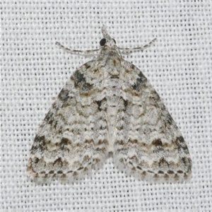 Microdes villosata at Freshwater Creek, VIC - 4 Nov 2024