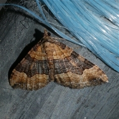 Epyaxa subidaria (Subidaria Moth) at Freshwater Creek, VIC - 4 Nov 2024 by WendyEM