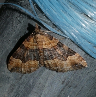 Epyaxa subidaria (Subidaria Moth) at Freshwater Creek, VIC - 4 Nov 2024 by WendyEM