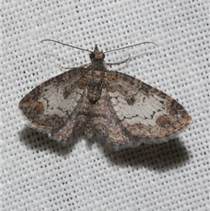 Pasiphilodes testulata at Freshwater Creek, VIC - 4 Nov 2024