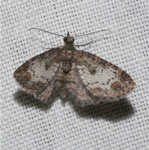 Pasiphilodes testulata at Freshwater Creek, VIC - 4 Nov 2024 11:39 PM