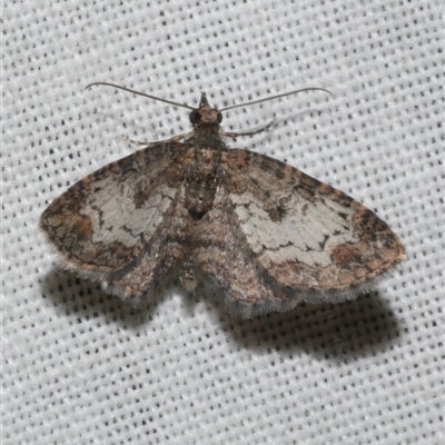 Pasiphilodes testulata (Pome looper) at Freshwater Creek, VIC - 4 Nov 2024 by WendyEM