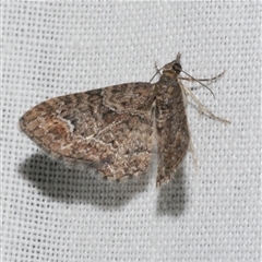 Pasiphilodes testulata (Pome looper) at Freshwater Creek, VIC - 4 Nov 2024 by WendyEM