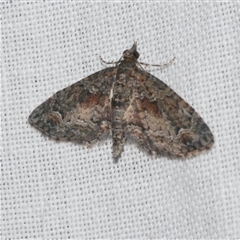 Pasiphilodes testulata (Pome looper) at Freshwater Creek, VIC - 4 Nov 2024 by WendyEM