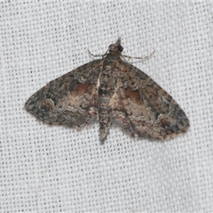 Pasiphilodes testulata at Freshwater Creek, VIC - 4 Nov 2024