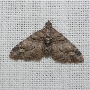 Phrissogonus laticostata at Freshwater Creek, VIC - 4 Nov 2024