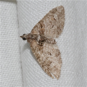 Phrissogonus laticostata at Freshwater Creek, VIC - 4 Nov 2024