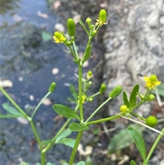 Ranunculus sceleratus subsp. sceleratus (Celery-leaved Buttercup, Celery Buttercup) at Boorowa, NSW - 9 Nov 2024 by JaneR